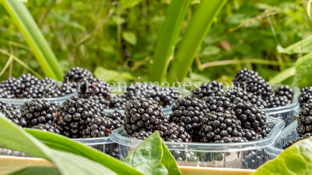 Brombeeren by kristen-images.com