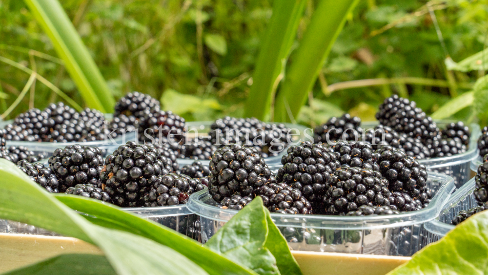 Brombeeren by kristen-images.com