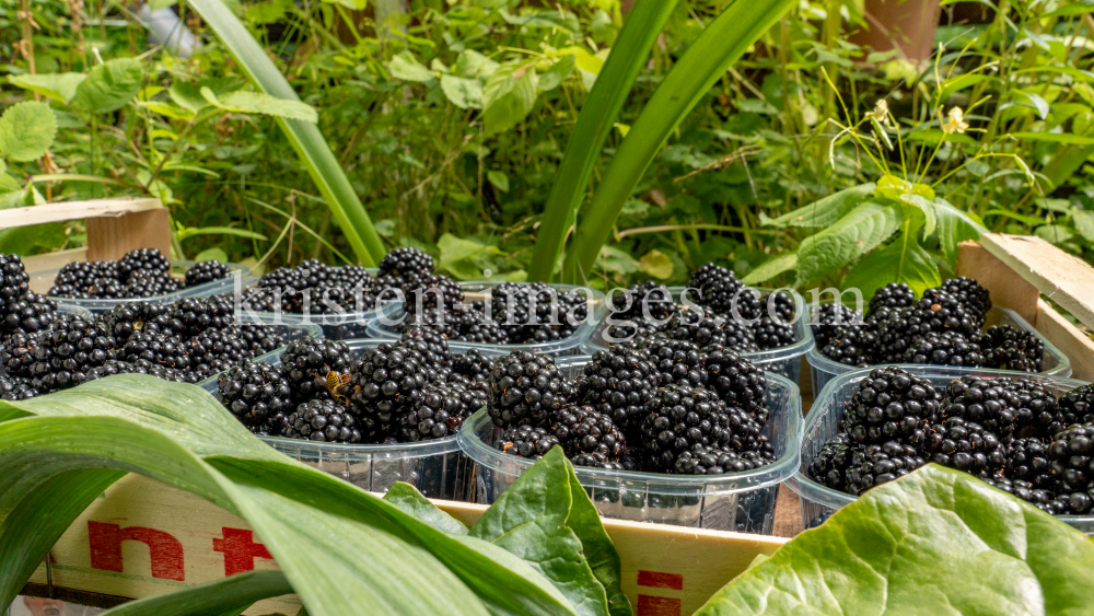 Brombeeren by kristen-images.com