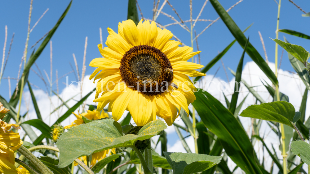 Sonnenblume / Aldrans, Tirol, Österreich by kristen-images.com