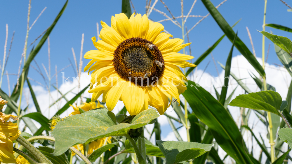 Sonnenblume / Aldrans, Tirol, Österreich by kristen-images.com