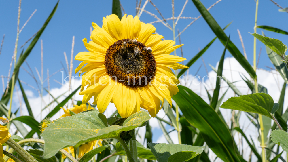 Sonnenblume / Aldrans, Tirol, Österreich by kristen-images.com