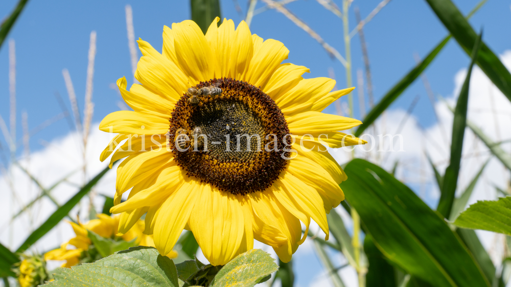 Sonnenblume / Aldrans, Tirol, Österreich by kristen-images.com