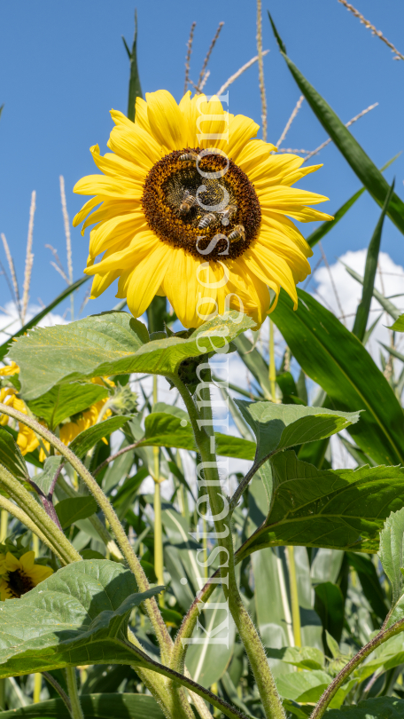 Sonnenblume / Aldrans, Tirol, Österreich by kristen-images.com