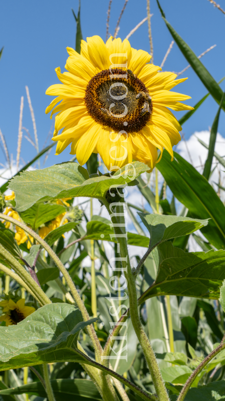 Sonnenblume / Aldrans, Tirol, Österreich by kristen-images.com