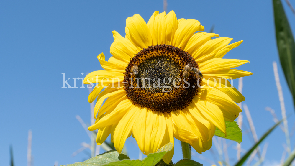 Sonnenblume / Aldrans, Tirol, Österreich by kristen-images.com