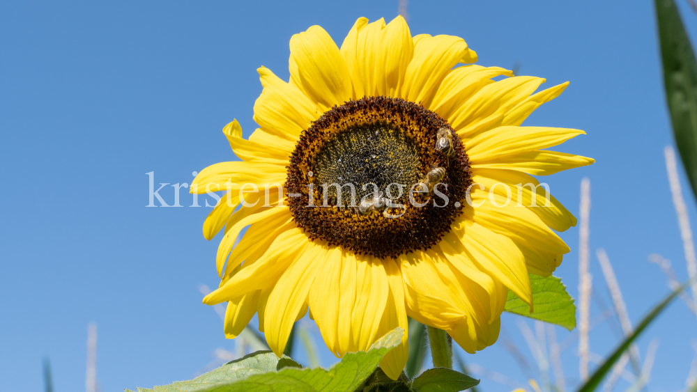 Sonnenblume / Aldrans, Tirol, Österreich by kristen-images.com