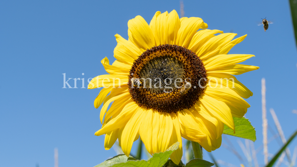 Sonnenblume / Aldrans, Tirol, Österreich by kristen-images.com