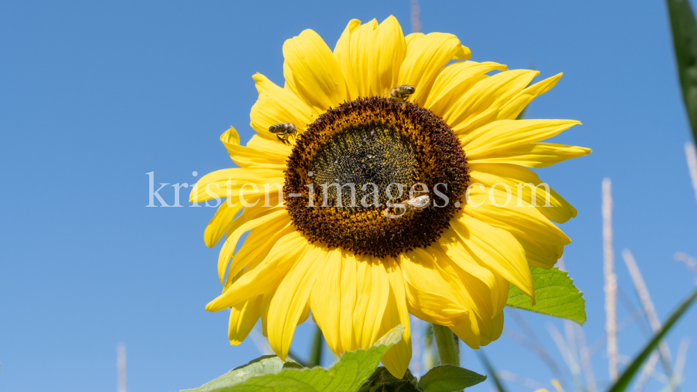 Sonnenblume / Aldrans, Tirol, Österreich by kristen-images.com