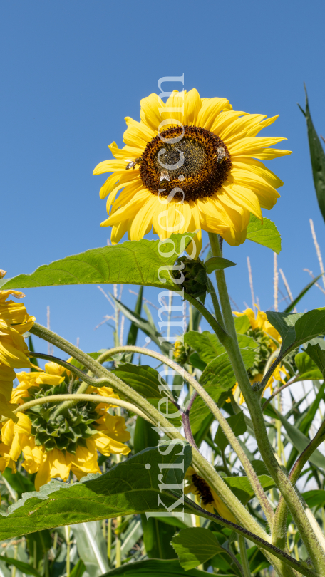 Sonnenblume / Aldrans, Tirol, Österreich by kristen-images.com