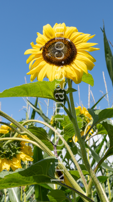 Sonnenblume / Aldrans, Tirol, Österreich by kristen-images.com