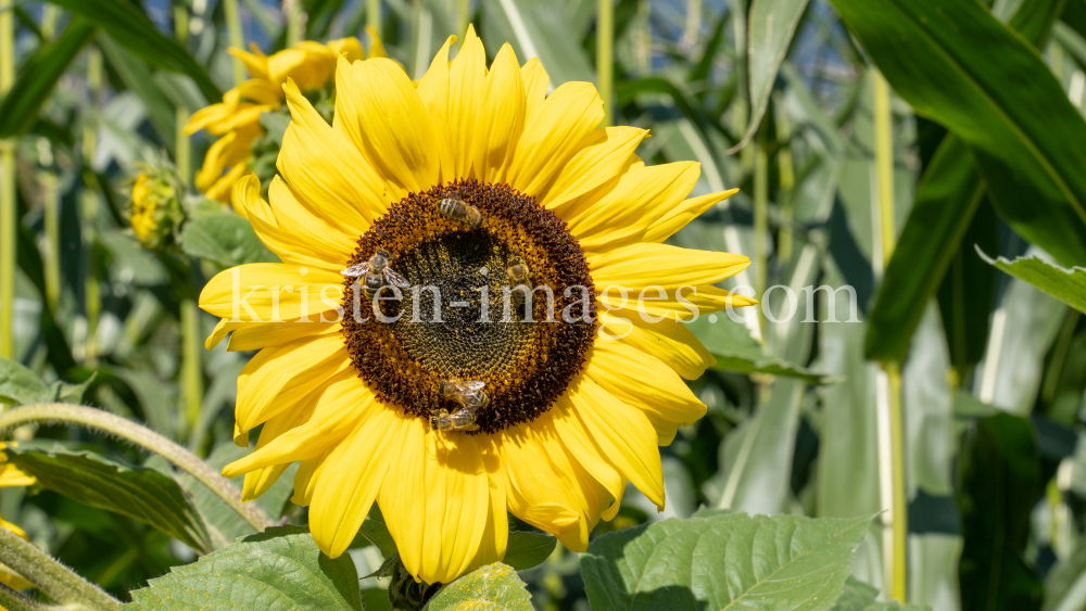 Sonnenblume / Aldrans, Tirol, Österreich by kristen-images.com