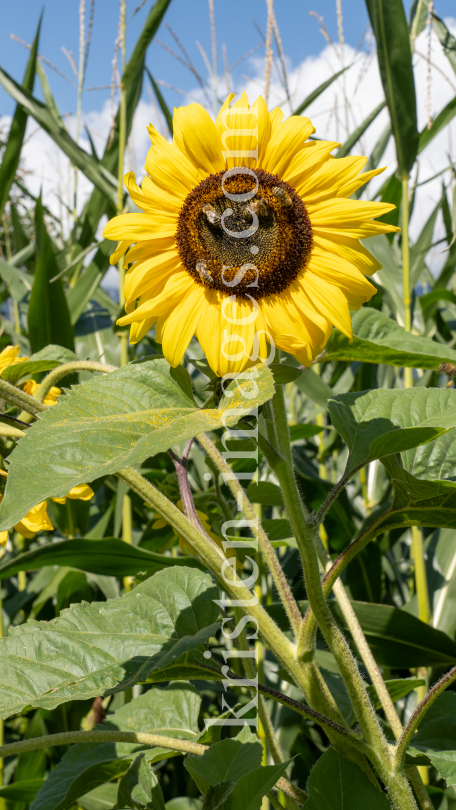 Sonnenblume / Aldrans, Tirol, Österreich by kristen-images.com