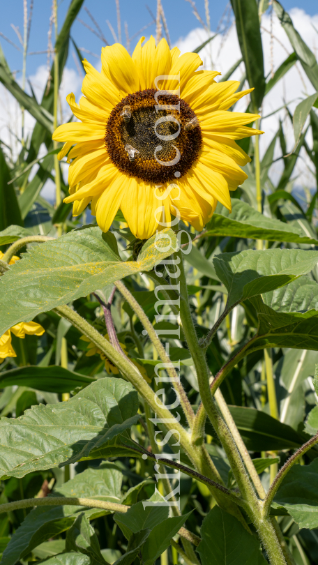 Sonnenblume / Aldrans, Tirol, Österreich by kristen-images.com