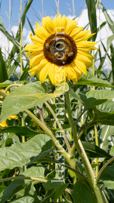 Sonnenblume / Aldrans, Tirol, Österreich by kristen-images.com