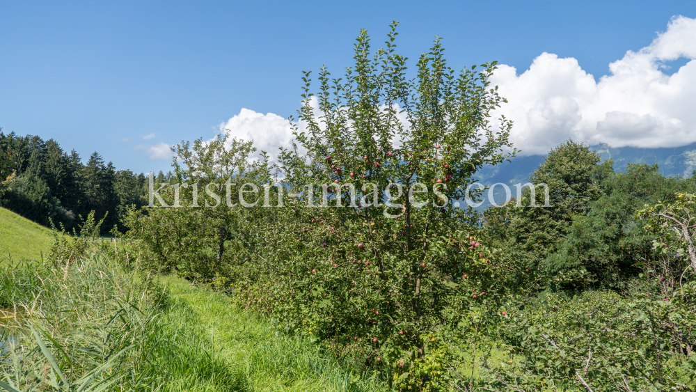 Apfelbaum / Aldrans, Tirol, Österreich by kristen-images.com