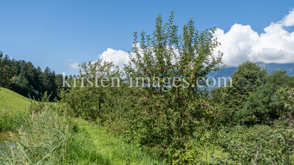 Apfelbaum / Aldrans, Tirol, Österreich by kristen-images.com