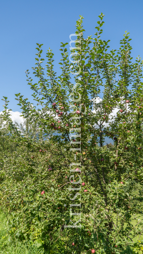 Apfelbaum / Aldrans, Tirol, Österreich by kristen-images.com