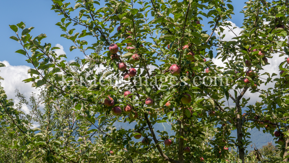 Apfelbaum / Aldrans, Tirol, Österreich by kristen-images.com