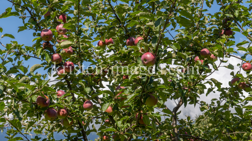 Apfelbaum / Aldrans, Tirol, Österreich by kristen-images.com