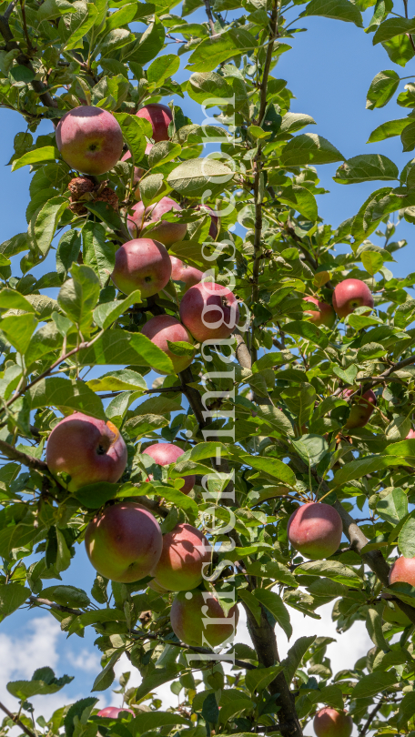 Apfelbaum / Aldrans, Tirol, Österreich by kristen-images.com