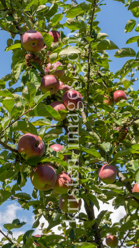 Apfelbaum / Aldrans, Tirol, Österreich by kristen-images.com