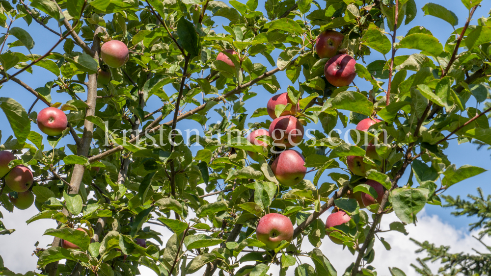 Apfelbaum / Aldrans, Tirol, Österreich by kristen-images.com