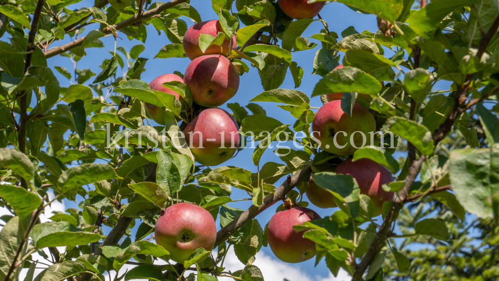 Apfelbaum / Aldrans, Tirol, Österreich by kristen-images.com