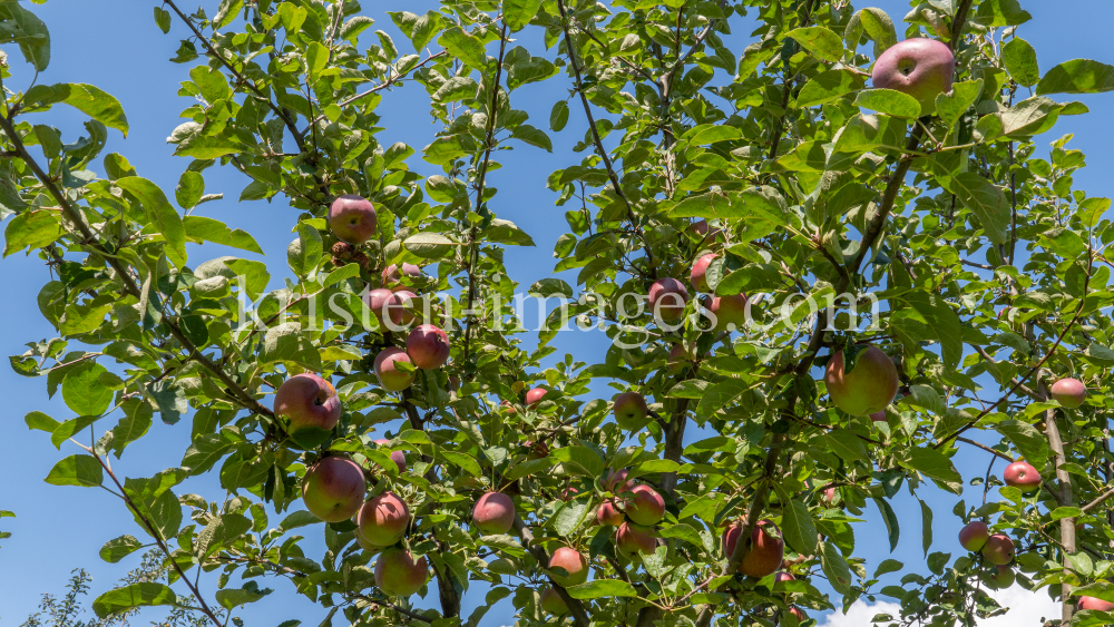 Apfelbaum / Aldrans, Tirol, Österreich by kristen-images.com