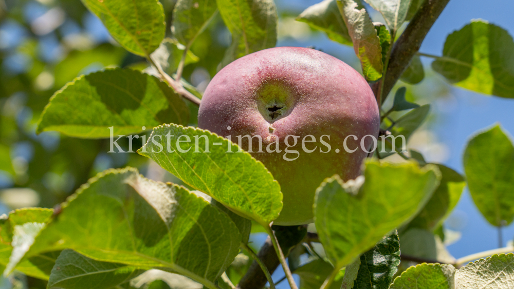 Apfelbaum / Aldrans, Tirol, Österreich by kristen-images.com