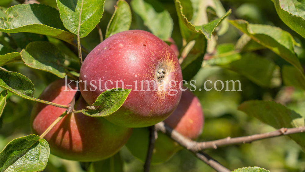 Apfelbaum / Aldrans, Tirol, Österreich by kristen-images.com