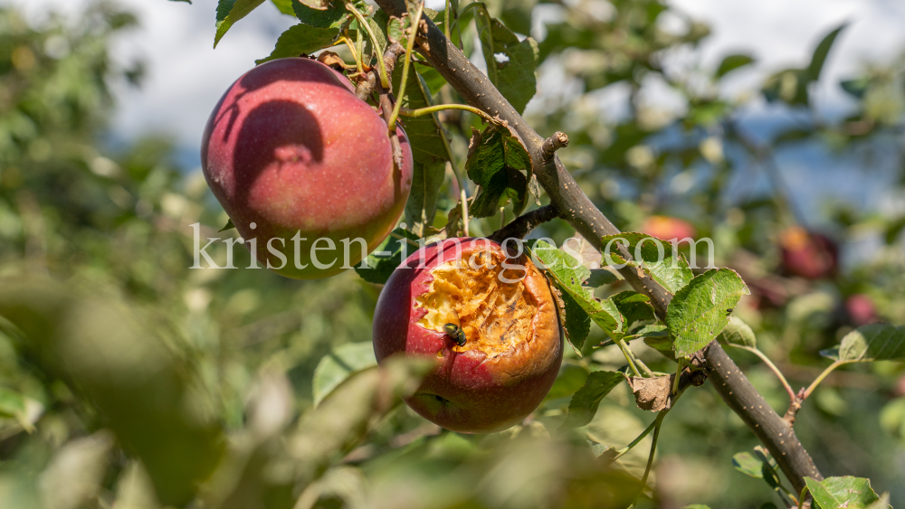 Apfelbaum / Aldrans, Tirol, Österreich by kristen-images.com