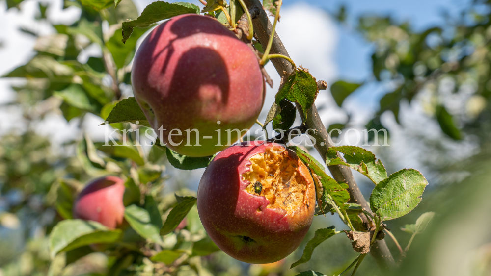 Apfelbaum / Aldrans, Tirol, Österreich by kristen-images.com