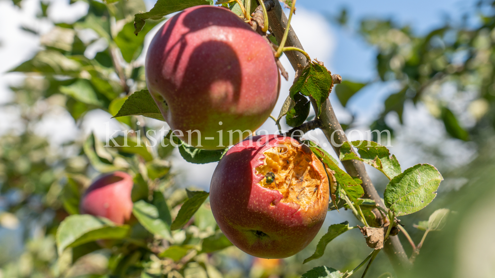 Apfelbaum / Aldrans, Tirol, Österreich by kristen-images.com