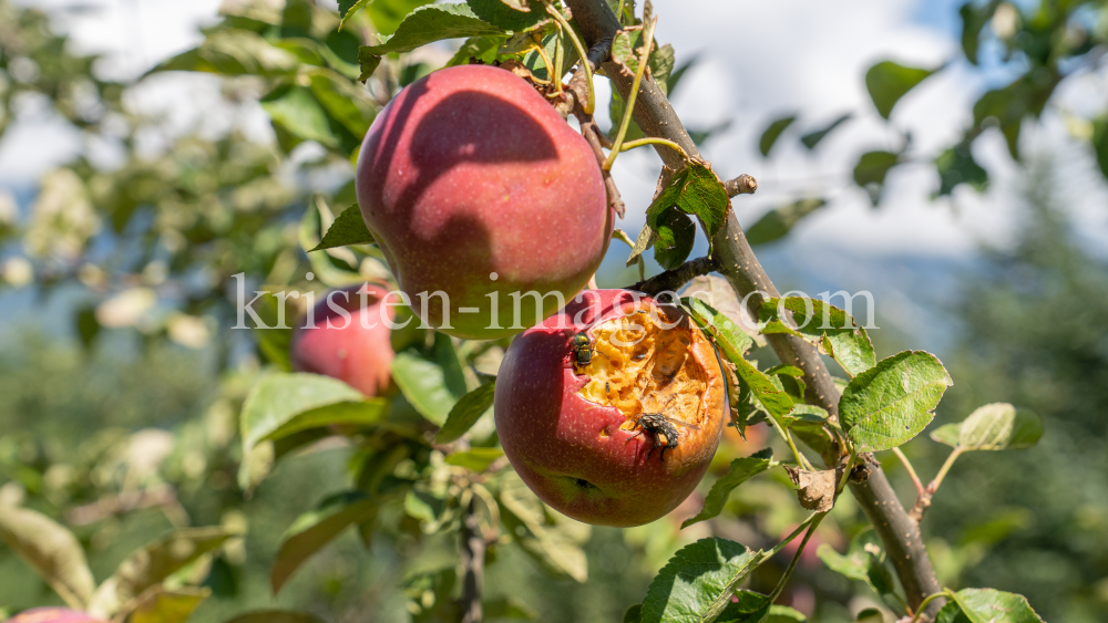 Apfelbaum / Aldrans, Tirol, Österreich by kristen-images.com