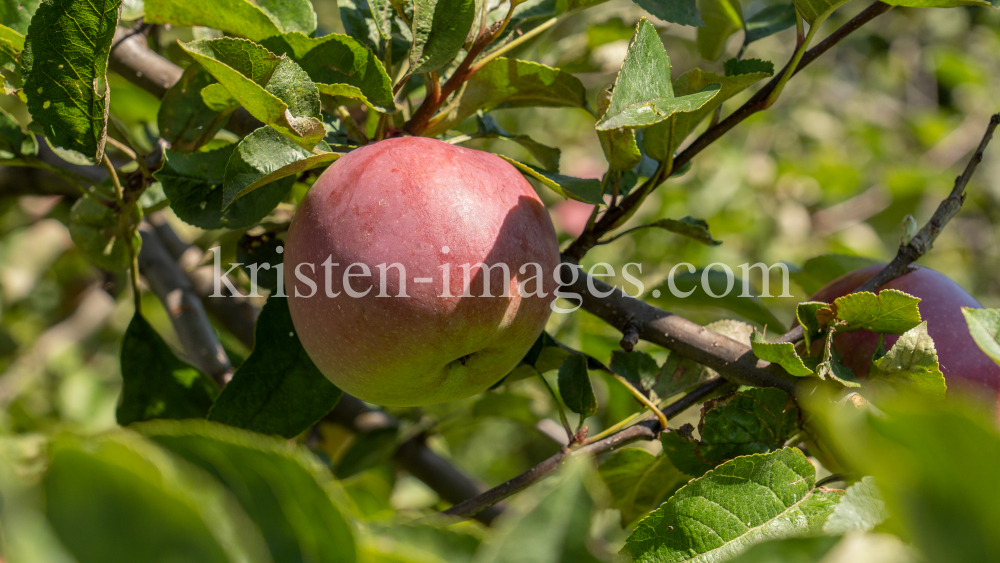 Apfelbaum / Aldrans, Tirol, Österreich by kristen-images.com