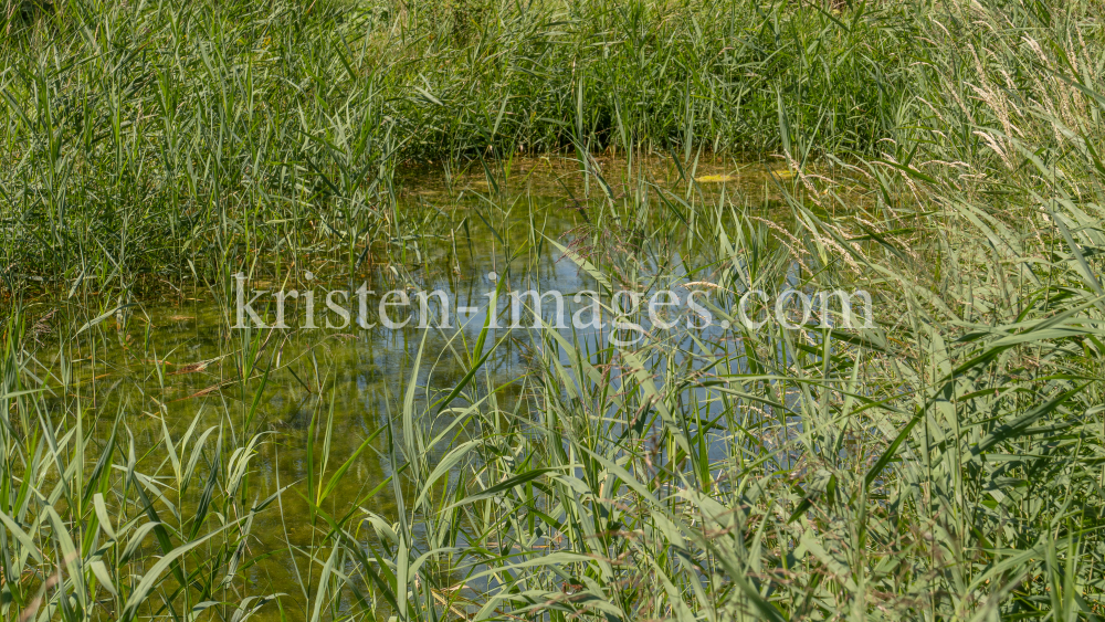 Teich in Aldrans, Tirol, Österreich by kristen-images.com