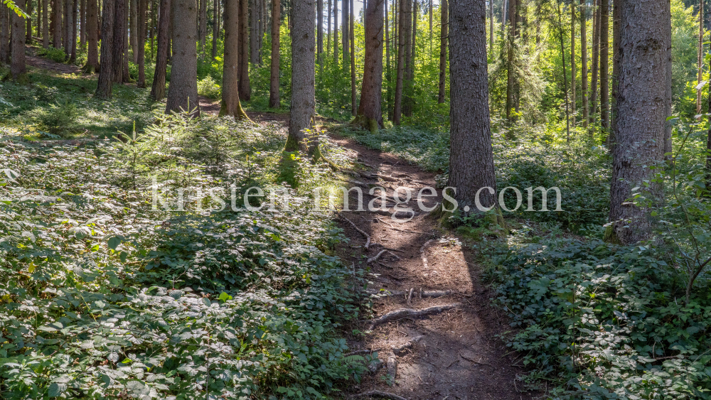 Downhill-Trail / Paschberg, Lans, Innsbruck, Tirol, Österreich by kristen-images.com