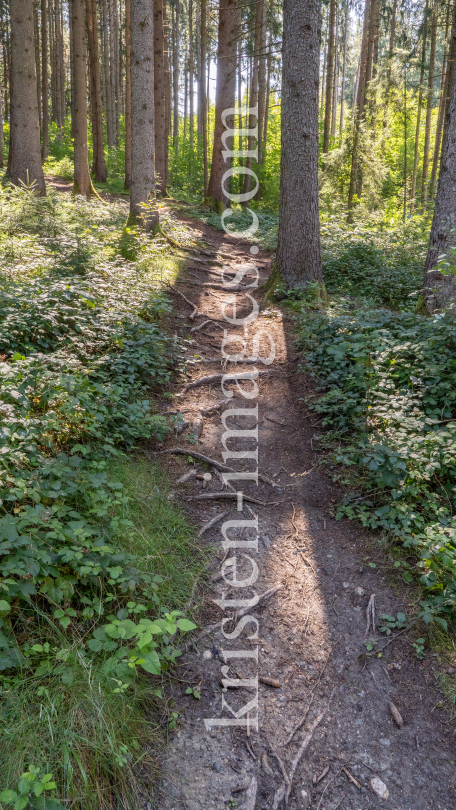 Downhill-Trail / Paschberg, Lans, Innsbruck, Tirol, Österreich by kristen-images.com