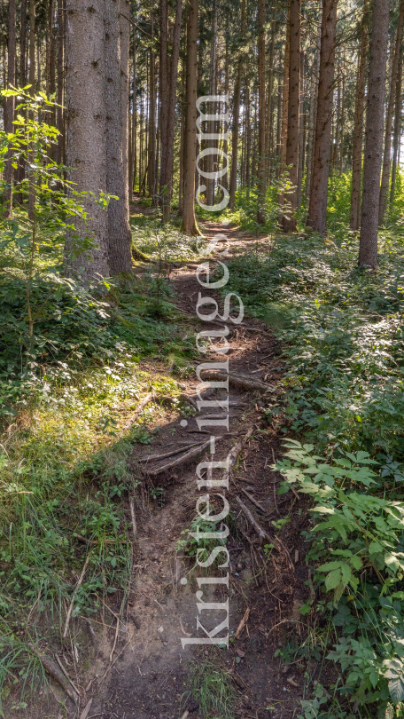 Downhill-Trail / Paschberg, Lans, Innsbruck, Tirol, Österreich by kristen-images.com