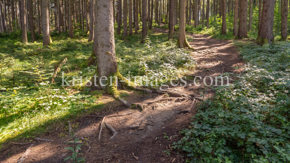 Downhill-Trail / Paschberg, Lans, Innsbruck, Tirol, Österreich by kristen-images.com