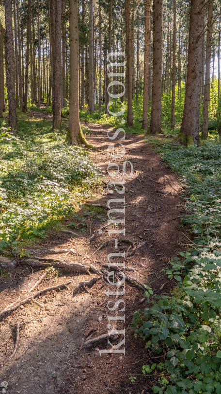 Downhill-Trail / Paschberg, Lans, Innsbruck, Tirol, Österreich by kristen-images.com