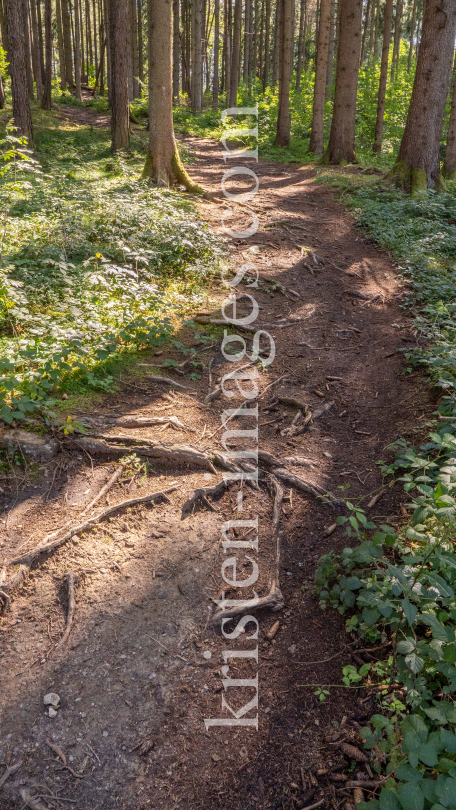 Downhill-Trail / Paschberg, Lans, Innsbruck, Tirol, Österreich by kristen-images.com