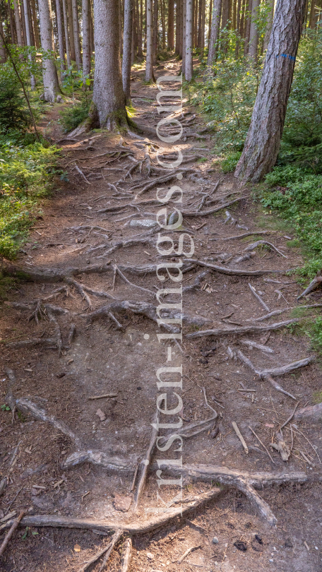 Downhill-Trail / Paschberg, Lans, Innsbruck, Tirol, Österreich by kristen-images.com