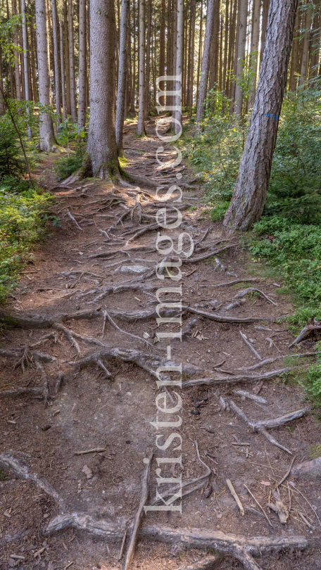 Downhill-Trail / Paschberg, Lans, Innsbruck, Tirol, Österreich by kristen-images.com