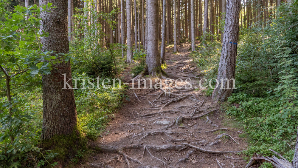 Downhill-Trail / Paschberg, Lans, Innsbruck, Tirol, Österreich by kristen-images.com