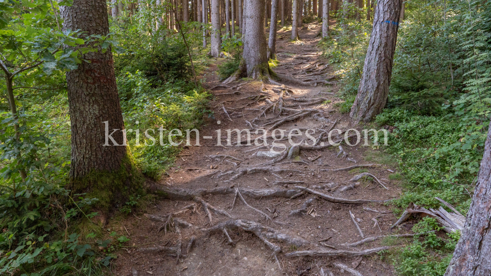 Downhill-Trail / Paschberg, Lans, Innsbruck, Tirol, Österreich by kristen-images.com