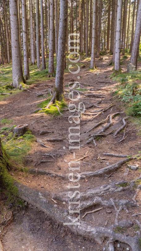 Downhill-Trail / Paschberg, Lans, Innsbruck, Tirol, Österreich by kristen-images.com