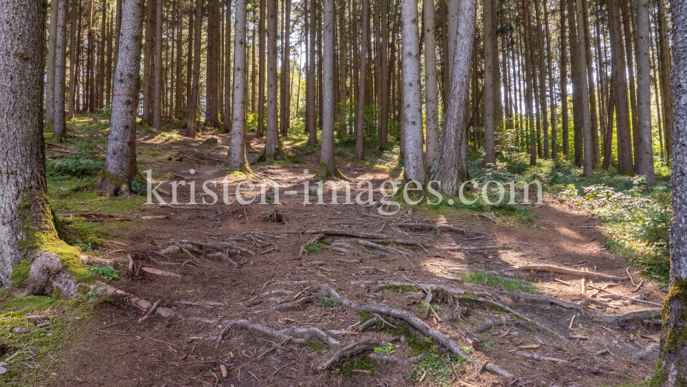 Downhill-Trail / Paschberg, Lans, Innsbruck, Tirol, Österreich by kristen-images.com