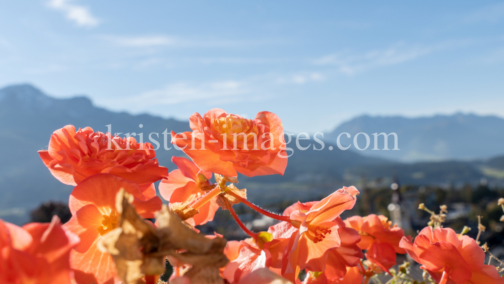 Begonie: Klunker-Heidi / Igls, Innsbruck, Tirol, Österreich by kristen-images.com